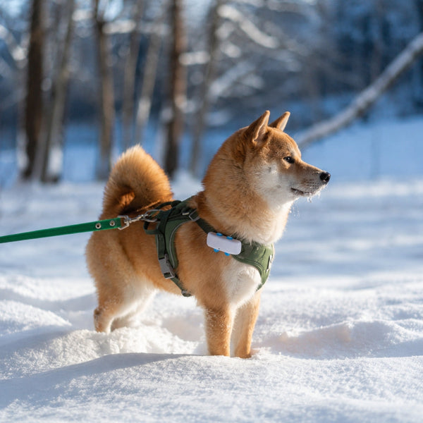 Collars Leashes & Harnesses