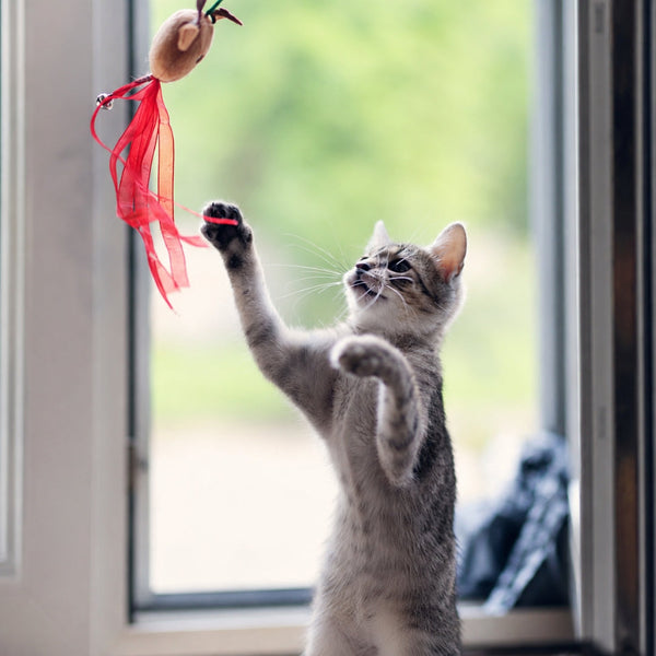 Toys & Enrichment