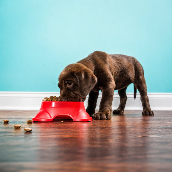 Treats & Supplements
