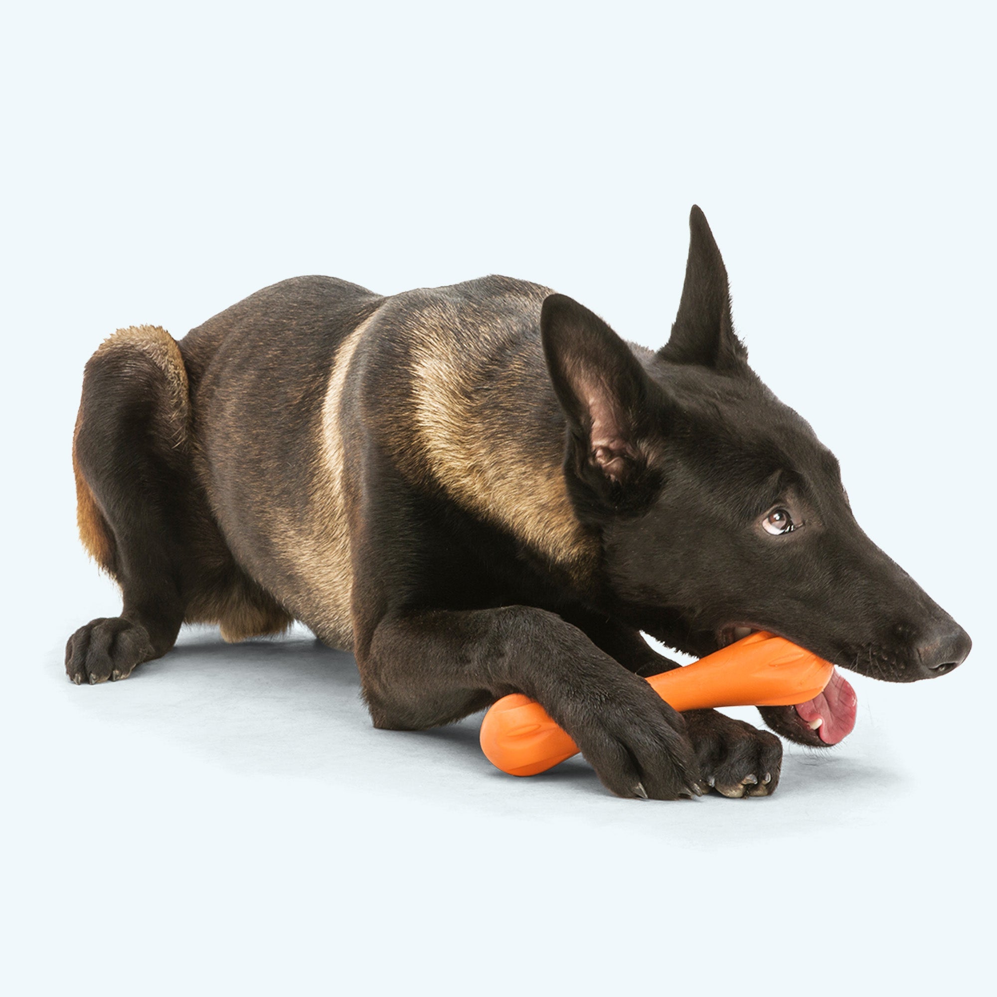 Hurley Durable Fetch Dog Toy Floating Interactive Chew Toy Outdoor Play