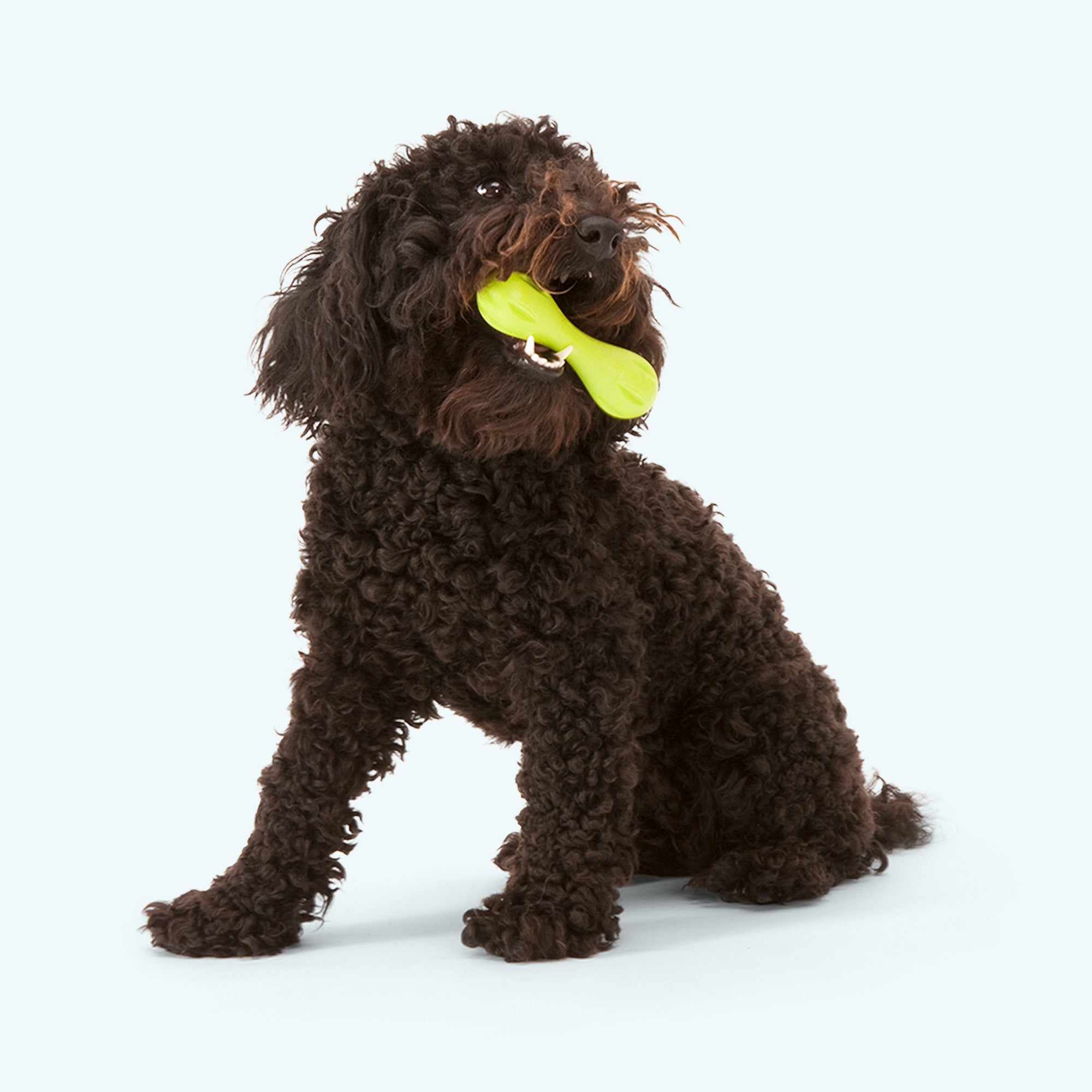 Hurley Durable Fetch Dog Toy Floating Interactive Chew Toy Outdoor Play