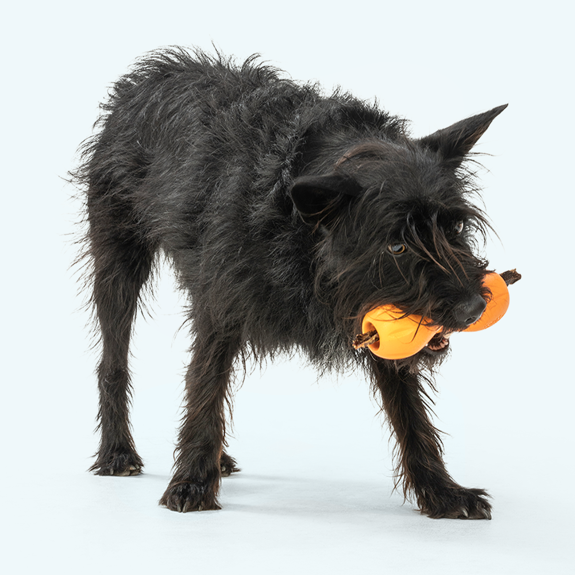 Qwizl Durable Treat Dispensing Dog Toy Interactive Chew Enrichment Puzzle