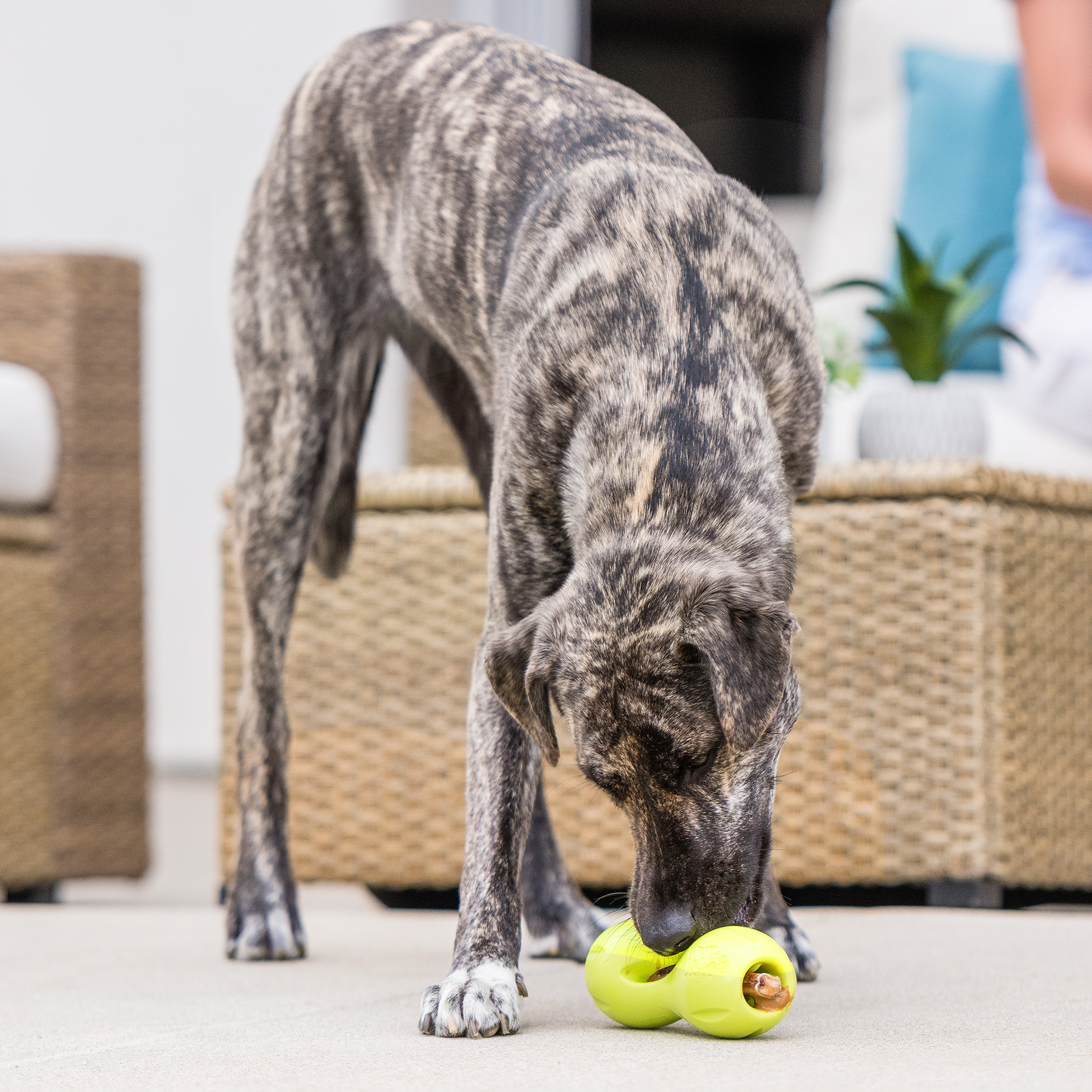 Qwizl Durable Treat Dispensing Dog Toy Interactive Chew Enrichment Puzzle