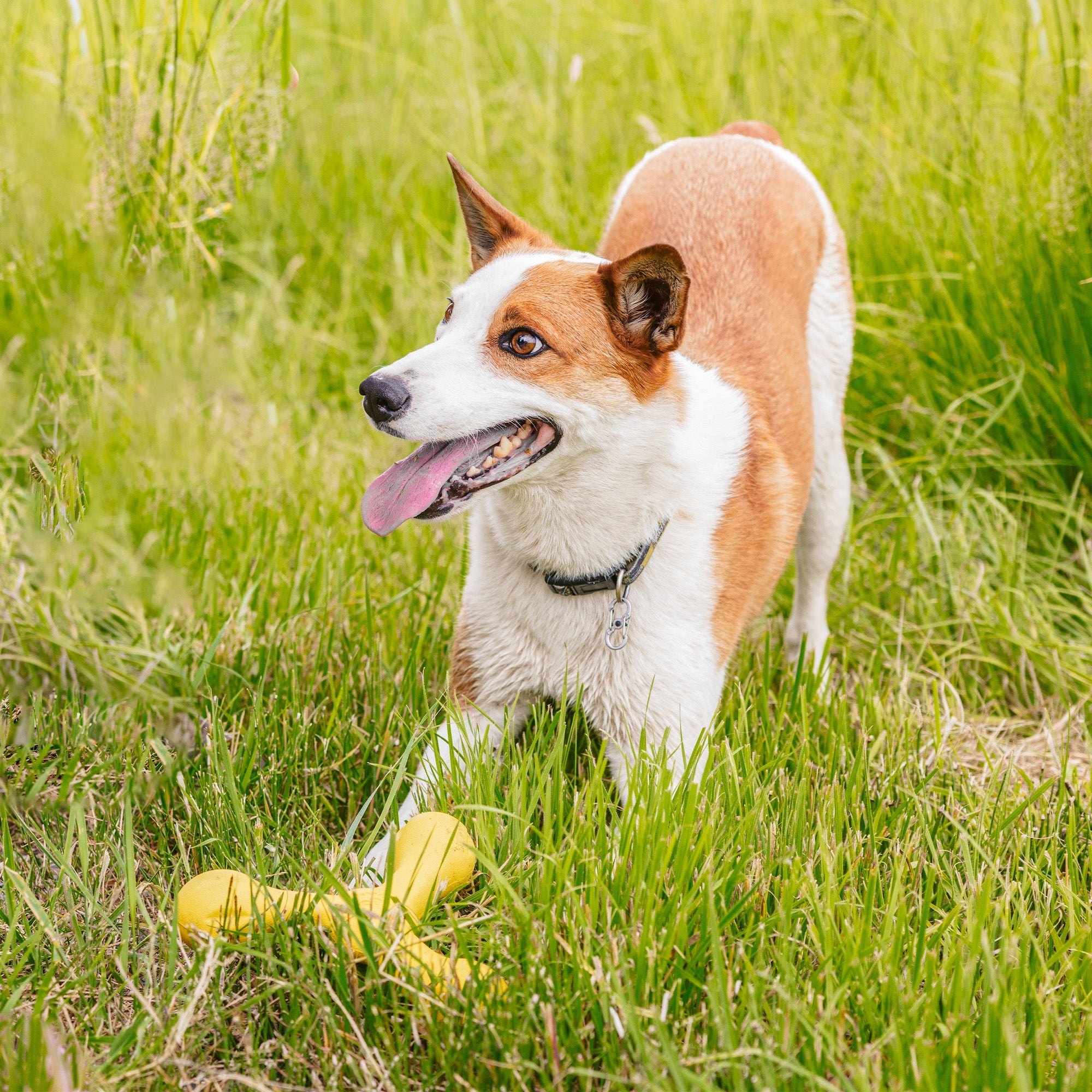 Skamp Durable Interactive Fetch Tug Floating Dog Toy for Active Dogs