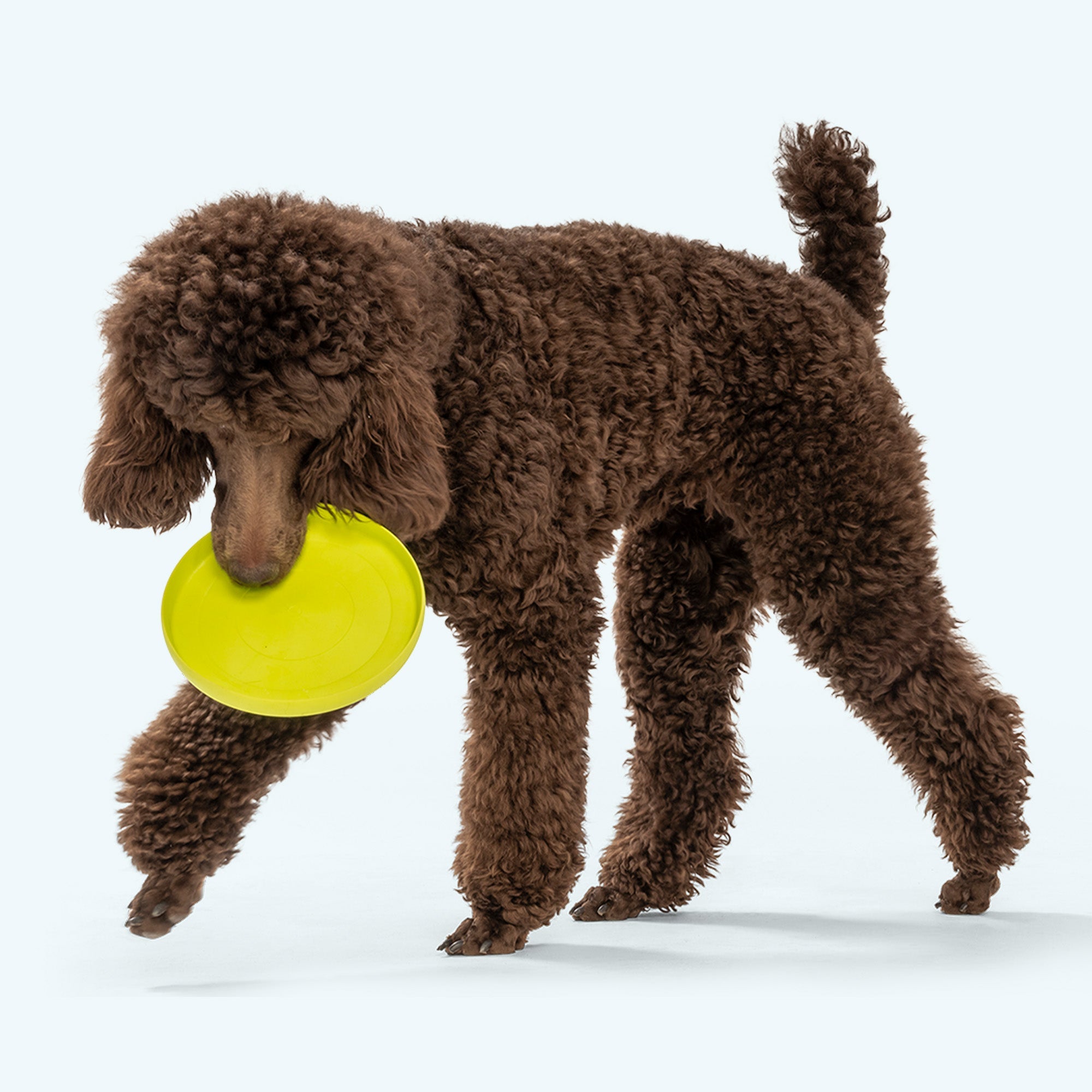 Zisc Durable Flying Disc Interactive Fetch Dog Toy for Active Outdoor Play