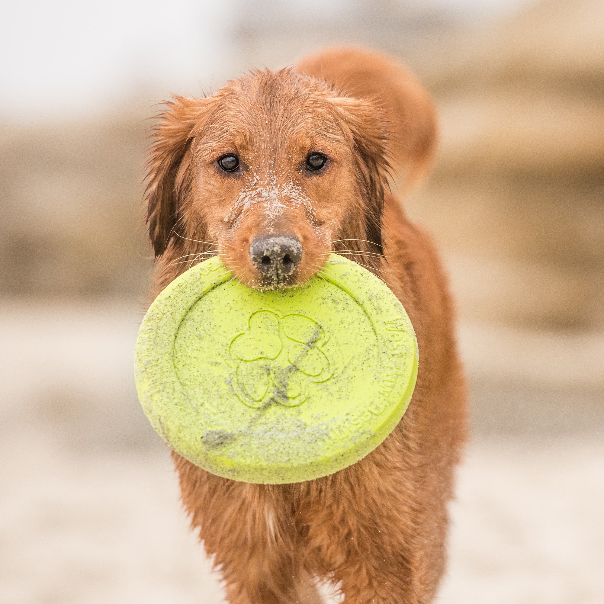 Zisc Durable Flying Disc Interactive Fetch Dog Toy for Active Outdoor Play