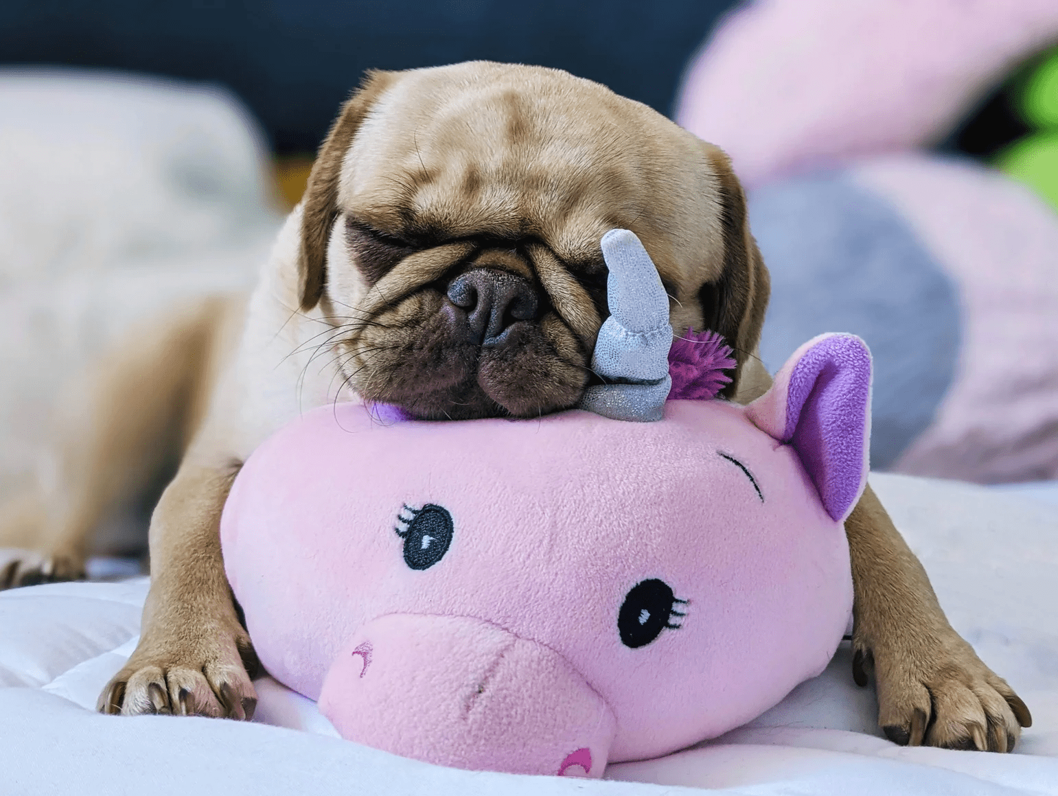 BOGO Large Squishy Cuddlers Super Soft Plush Pet Toys Squeak Choice