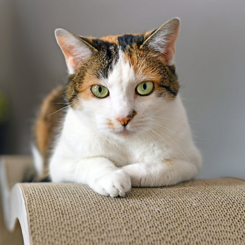 Calico cat sitting on a textured surface with a neutral background