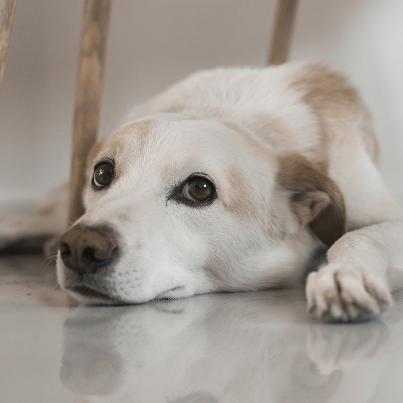 Dog lying on a reflective surface with a neutral background
