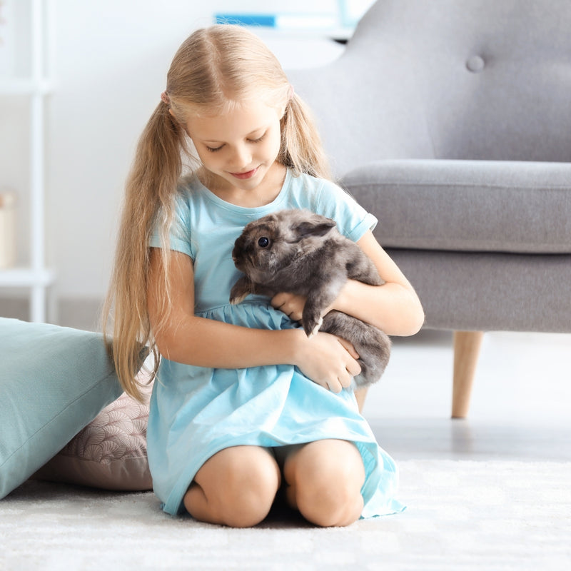 Young girl in a blue dress holding a gray rabbit in a living room.