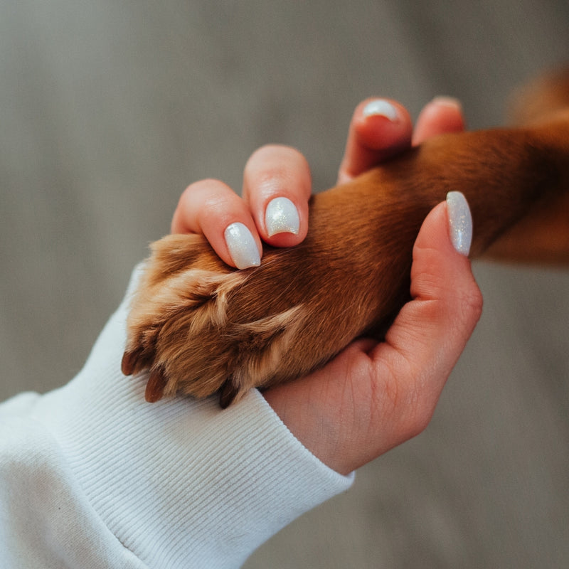 Person holding a dog's paw with a blurred background